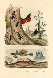 Dew Moth